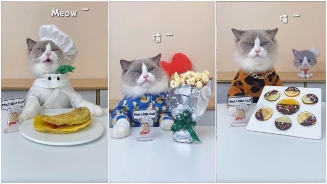 'Cats make food 2022 \"That Little Puff\" Tiktok Compilation'