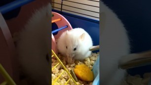 'Hamster eats food hidden behind his cheeks 