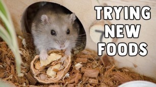 'Nitrogen The Hamster Tries New Foods!'