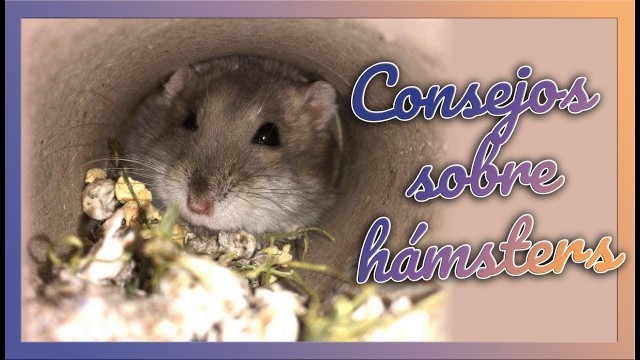 'Qué tipo de JAULA, COMIDA, LECHO y JUGUETES elegir para mi HAMSTER | Consejos'