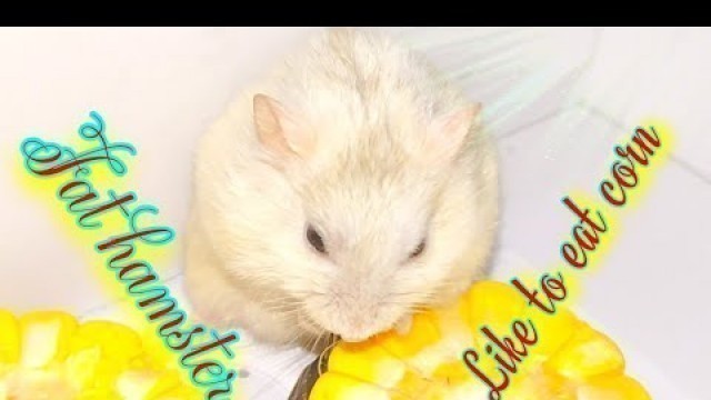 'Gift for my hamster || Hamster\'s favorite food || Hamster\'s Kingdom'