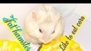 'Gift for my hamster || Hamster\'s favorite food || Hamster\'s Kingdom'