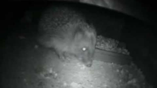 'Hedgehog Feeding on Ark Hedgehog Food Pro'