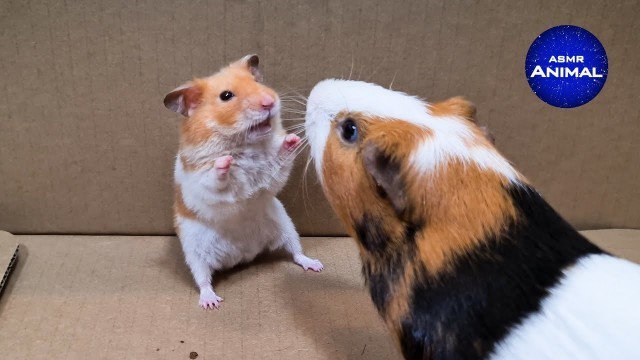 'Hamster meets Guinea Pig | Real Sound | ASMR'