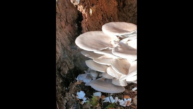 'Watch Oyster Mushrooms Spreading Millions of Spores - Looks Like Smoke! #shorts'