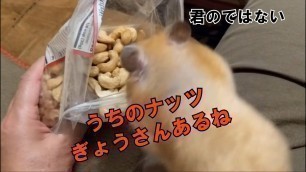 '食べ物への異常なる執着心 My hamster is obsessed with food'