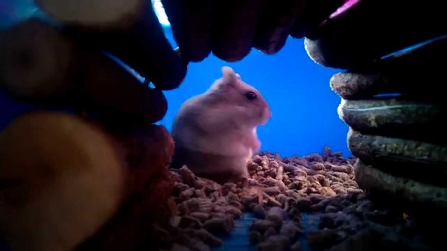 'Cute Russian Dwarf Hamster Enjoying Her Food'