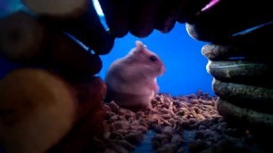 'Cute Russian Dwarf Hamster Enjoying Her Food'