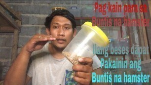 'Tamang pag-kain para sa buntis na hamster at ilang beses dapat pakainin'