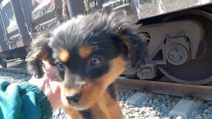 'Daisy\'s story - Stray dog looking for food dropped from train ( Full video )'