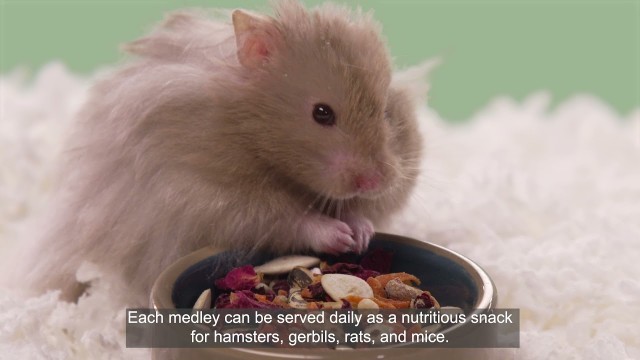 'Food From the Wild Natural Snack (Hamster and Gerbil)'