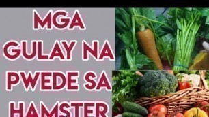 'ANONG MGA GULAY  PWEDE SA HAMSTER?'