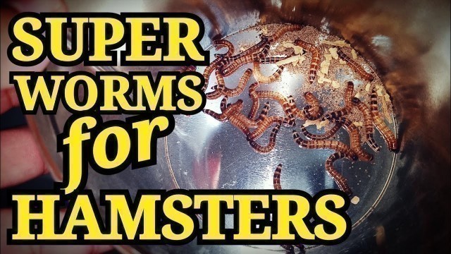 'Superworms for Hamsters'