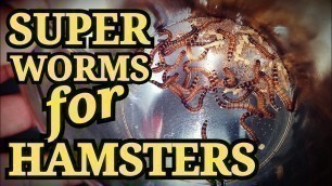 'Superworms for Hamsters'