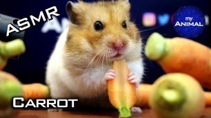 'ASMR | Hamster Eating Carrot 