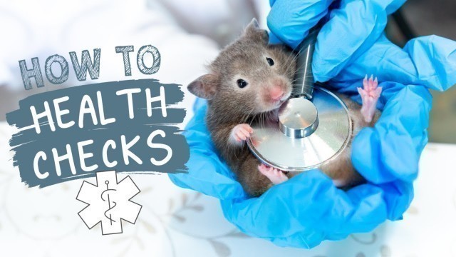 'How to: Hamster Health Checks'