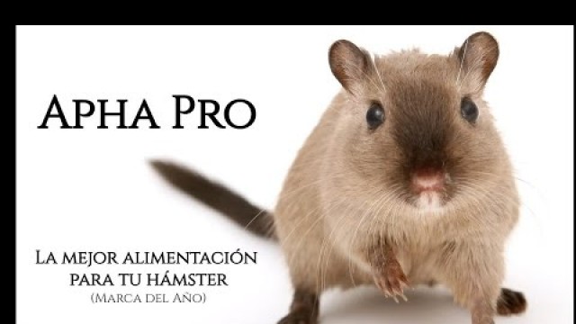 'HAMSTER: What can hamster eat? Alpha Pro'