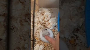 'Petting a hamster while he eats food