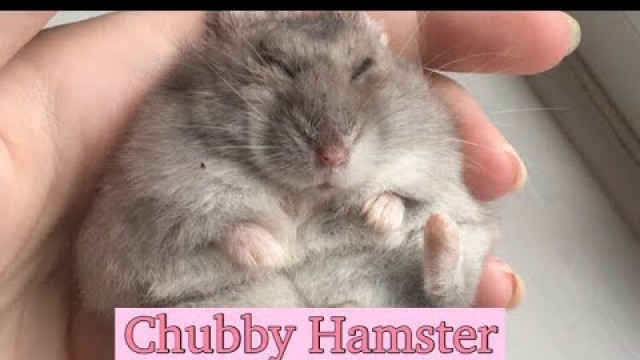 'How To Help Your Hamster Gain Weight'