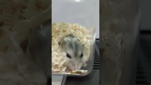 'hamster bianca food supplies bepore they run out