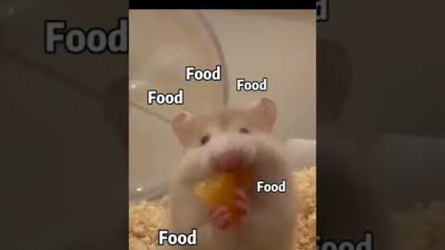 'Food food food！Water water water#shorts #shortsvideo #youtubeshorts #hamster #food #water #eating'