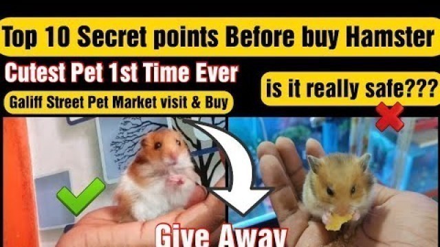 'Hamster New Pet | Hamster Care | Hamster Cage Wheel | Best Hamster Food | Hamster Syrian long hair'