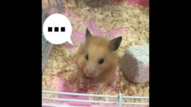 'My Hamster \'\'Huat kueh\'\'  picky food.  我家仓鼠好‘’发糕‘’ 好挑食哦。'