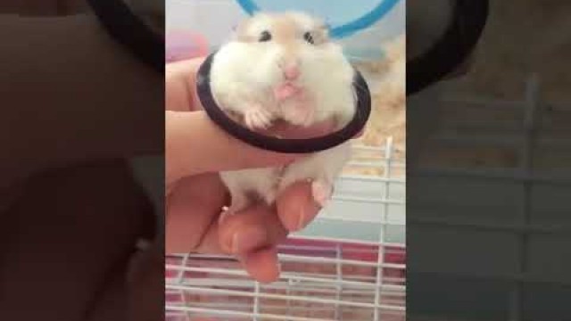 'Cute hamster #short #hamster #Cute #Pet #cute #food #daily #song #howto'