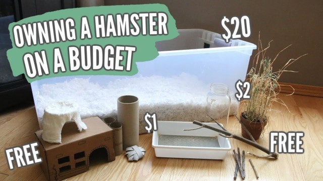 'Owning a Hamster on a BUDGET'