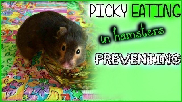 'Preventing PICKY EATERS! Hamster TIPS'