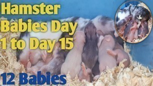 'Syrian Hamster First Time Giving Birth with 12 Babies| Day 1 to Day 15