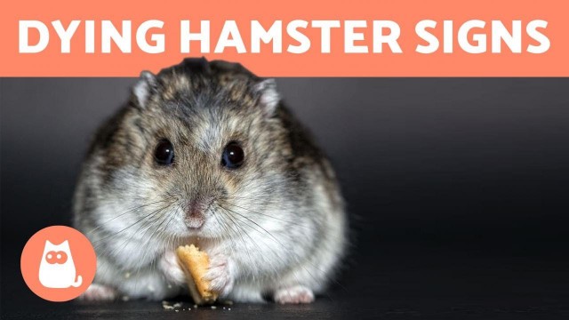 'How to Know If Your HAMSTER is DYING 