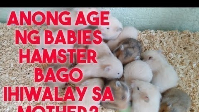 'ANONG AGE NG BABY HAMSTER PWEDE NG IHAWALAY SA MOTHER?'