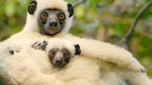 'Sifaka Lemurs Make A Treacherous Journey For Food | BBC Earth'