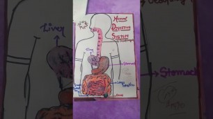 'Food Pyramid and Digestive