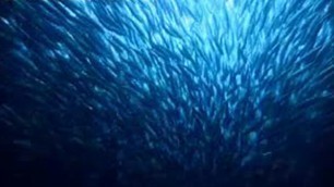 'Epic Journey of Sardines | BBC Studios'