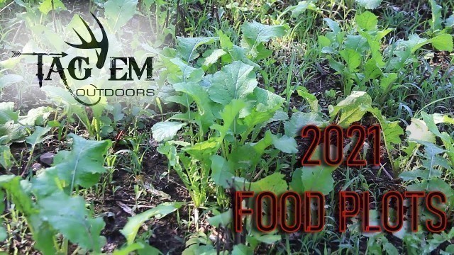 'Food Plots | No Till | 2021'