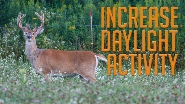 'Three Tips to Increase Daylight Activity in Your Food Plots'