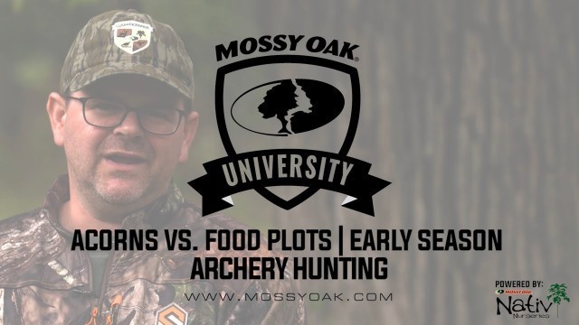 'Hunting Food Plots vs. Acorns in Early Season'