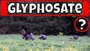 'Alternative Methods To Using Glyphosate - Planning Summer Food Plots'