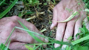 'Kasco Eco-Drill for Food Plots'