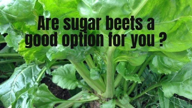 'Planting sugar beets in food plots. Yes or No'