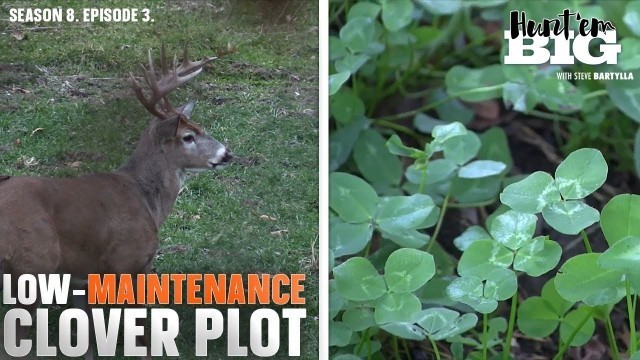 'How to Create a Low-Maintenance, High-Protein Food Plot'