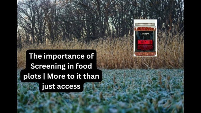 'The importance of screening in food plots | More to it than just access | Deer hunting'