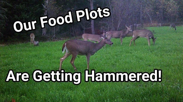 'Problems With Our Small Food Plots'