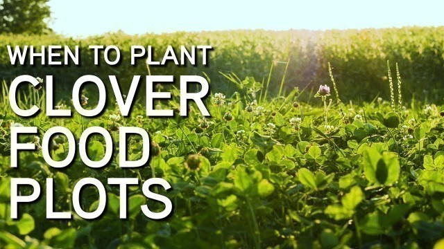 'Establishing CLOVER FOOD PLOTS In The Timber'