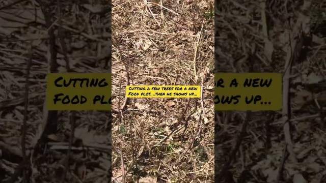 'Snake in the food plot! #deer #foodplots #deerhunting #shorts #hunting #snake #outdoors #diy #howto'