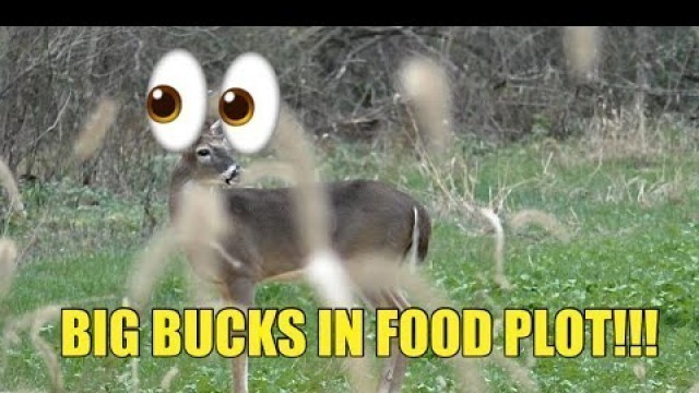 'PRE-RUT HUNTING FOOD PLOTS IN NORTH CAROLINA!!!!'