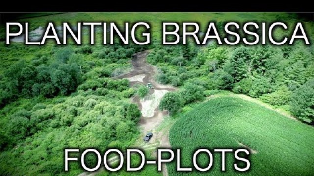 'Rototilling Cultipacking Seeding Food Plots'