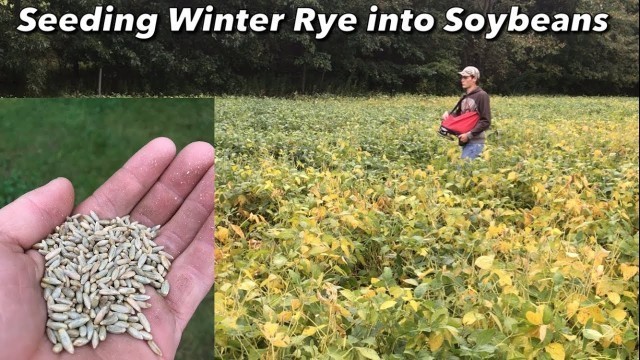 'Broadcasting Winter Rye into Soybean Food Plots'